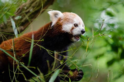 Free Images Red Panda Mammal Carnivore Wildlife Zoo Terrestrial
