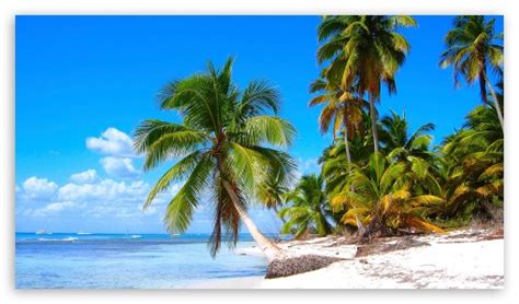 Tropical Landscape With Palm Trees Ultra Hd Desktop