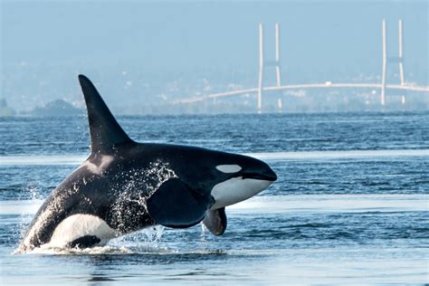 Killer Whales Confirm Their Title As Oceans Apex Predator