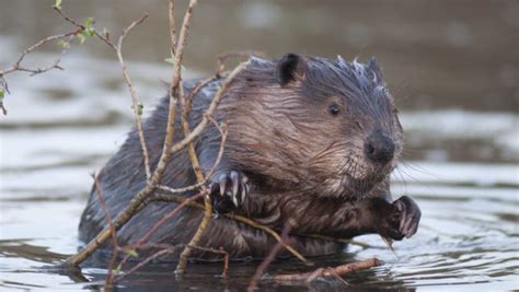 Ten Facts About Beavers On International Beaver Day
