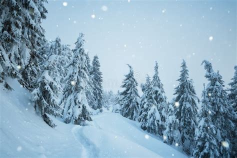 Christmas View With Snowfall In Fir Forest Stock Photo Image Of