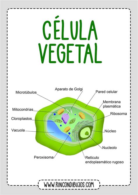 Partes De La Celula Vegetal Rincon Dibujos Célula Vegetal Célula