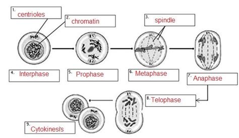 Mitosis worksheet answer key, cell cycle and mitosis worksheet answers and cell cycle and mitosis worksheet answers are three of main things we will show you based on the gallery title. Mitosis Practice Answer Key | Mitosis | Pinterest