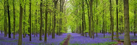 Bluebells Flowering In Spring In Dockey Wood Hertfordshire England By