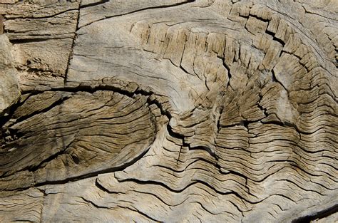 Free Images Tree Rock Wood Texture Trunk Formation Soil