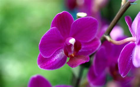 72 Purple Orchid Wallpaper On Wallpapersafari