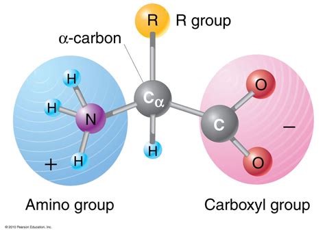 Amino Acid Structure