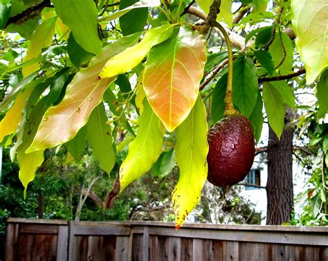 10 Best Evergreen Fruit Trees Zone 9 You Can Plant Fruits Gardener