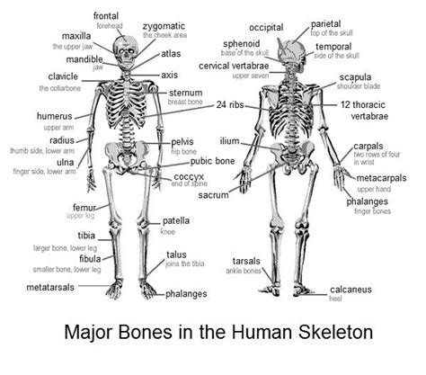 One could argue, perhaps that, in terms of human. Learning the bones in the human body. | Classroom Fun ...