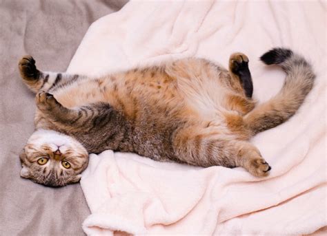 Hair loss can be in one small area, such as an abscess, multiple lesions a recent search term caught my eye, with a visitor looking up information on a bald spot on their cat's belly. Painful Abdomen in Cats | PetMD