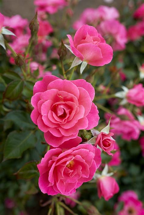 Vineland releases third rose and Canada Blooms' 2021 Plant ...