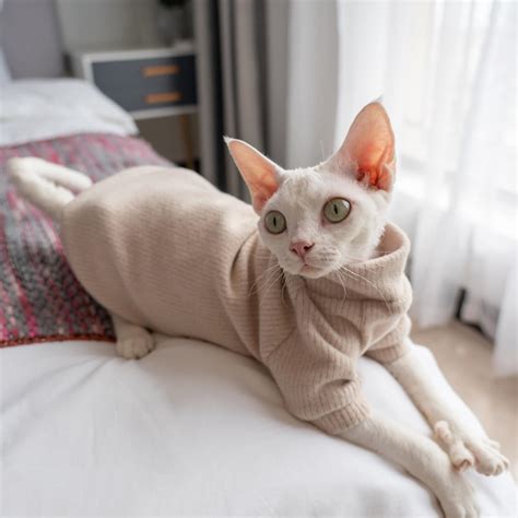 Cat Clothes Hairless Cat Clothes Sphynx Cat Clothes Minimalism Etsy