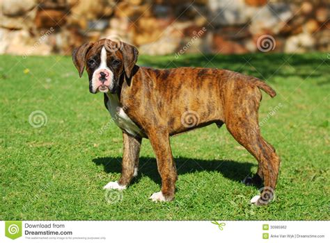 Boxer Puppy Stock Photography Image 30985962
