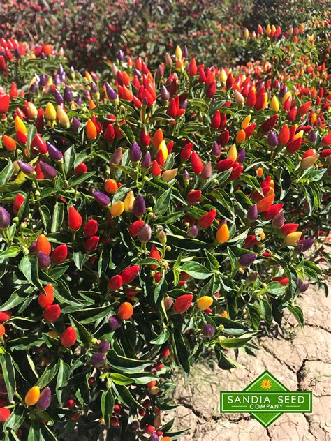 They have some sugars that can be harmful in larger quantities though. Can you eat Ornamental Peppers? - Sandia Seed Company