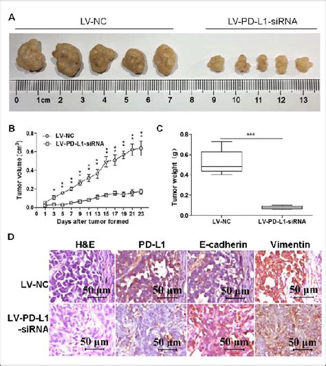Knockdown Of Pd L1 Expression Inhibits The Tumor Growth In The