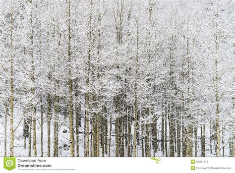 Winter Snow Falling On Aspen Trees In San Isabel National Forest Stock