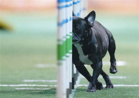 Also with us is dr. Welcome to the French Bull Dog Club of America!