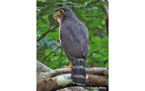 Slaty Backed Forest Falcon Alchetron The Free Social Encyclopedia