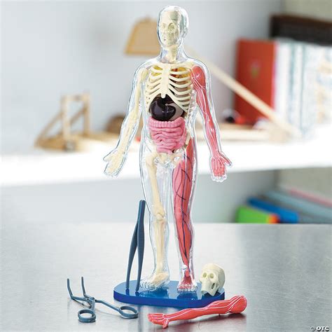 Squishy Human Body Model with Quiz Cards | MindWare
