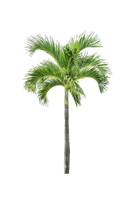 Palm Tree On Isolated White Background 2220518 Stock Photo At Vecteezy