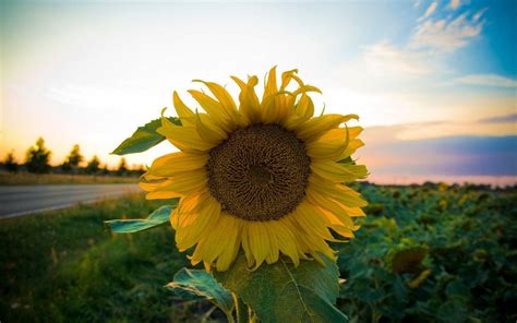 300 Sunflower Wallpapers For Free