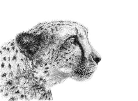 Sketch Of A Cheetah Drawing By Nadia Parapanova