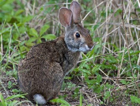 Cottontail Rabbit Lifespan Behavior And Care Guide With Pictures