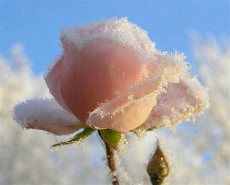 Pink Icy Rose Gorgeous Winter Rose Flowers Beautiful Flowers
