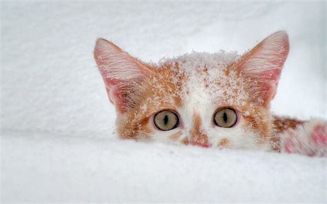 720p Free Download Its So Cold Cat Animal Winter Cute Snow