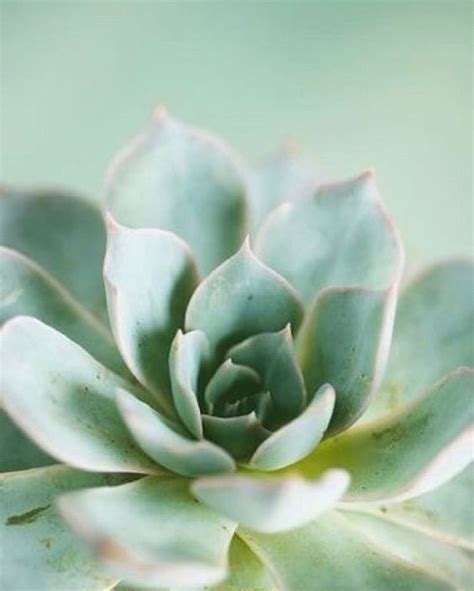 Pin By ⊱╮cheryl On ♥ Touches Of Color ♥ Succulents Pastel Aesthetic