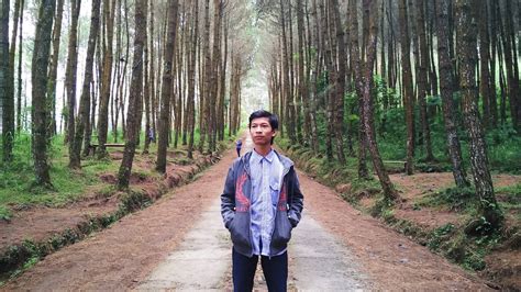 1,490 likes · 25 talking about this. Hutan Pinus Kragilan (Top Selfie) Magelang, Jawa Tengah ...