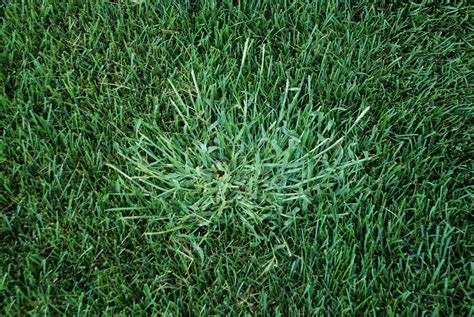 Crabgrass And Spring Clarks Lawnscapes Inc