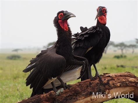 このアカウントには、性的興奮を催すリンクや破廉恥な画像を多数含みます。 もし嫌悪感を感じたらミュートないしはブロック下さい。 #uncensored #無修正 #pornstar #av女優. 南アフリカ ミナミジサイチョウの行く末 迷信と食料のために ...