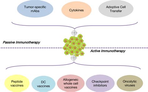 Cancer Immunotherapy Approaches Are Classified Into Passive And Active