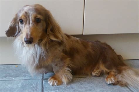 Dachshunds have long haired feet. Miniature long haired dachshund | Rugeley, Staffordshire ...