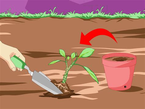 How to grow a cactus. How to Grow Plumeria from Cuttings: 12 Steps (with Pictures)