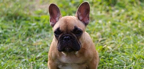 Are French Bulldogs Strong