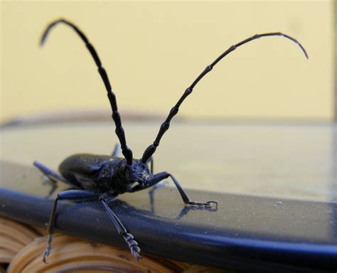 Longhorn Beetles The Beetles Order Coleoptera Of Southern California