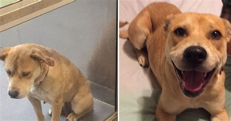 Dogs Pictured Before And After Adoption Will Melt Your Heart Huffpost