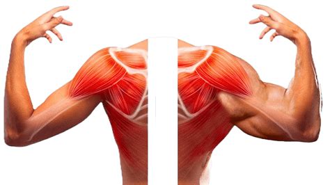 50 Unilateral Exercises To Correct Muscle Imbalance