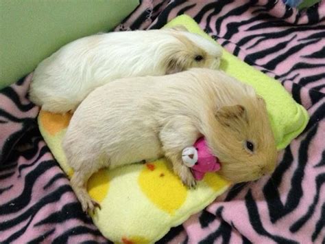 Guinea Pig With A Tiny Teddy Bear