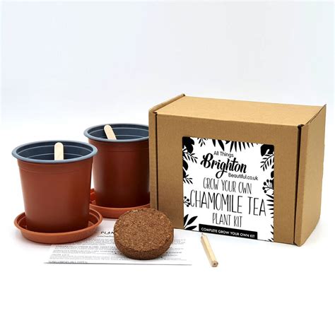 Grow Your Own Tea Plant By All Things Brighton Beautiful