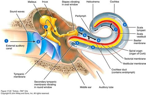 Diagram Of The Structure Of An Ear