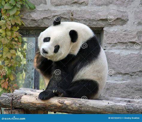 China Panda At Beijing Zoo Stock Image Image Of Adorable China