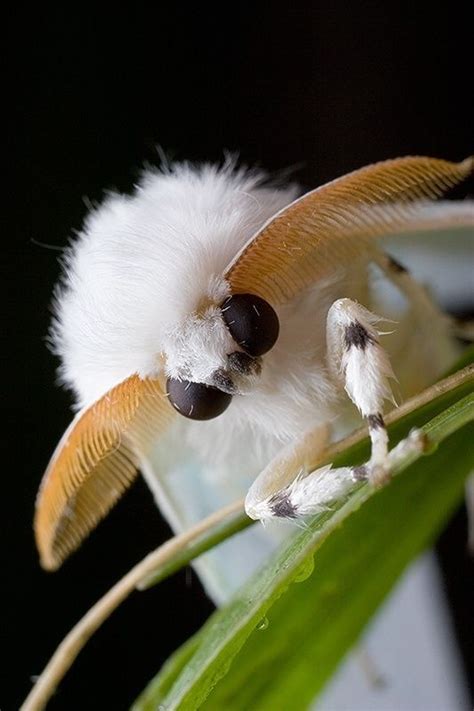 Another Cute And Fluffy Moth Cute Moth Insects Cool Insects