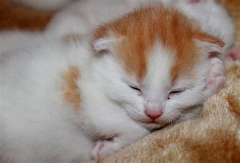 If you're lucky enough to welcome an orange cat into your home, you should definitely consider orange cat names that celebrate their colorful coat. white and orange kitten free image | Peakpx