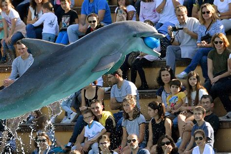 Dolphin Attack On Trainer At Miami Seaquarium Captured In Chilling Footage
