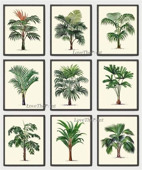 Palm Tree Botanical Art Print Set Of 9 Beautiful Antique Green Tropical