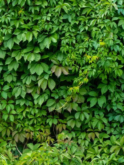 How To Grow And Care For Virginia Creeper Master Guide