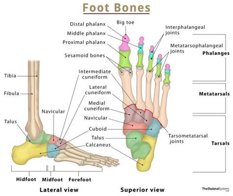 Foot Bones Names Anatomy Structure And Labeled Diagrams